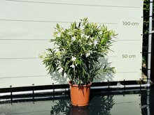 Kategorie <b>Exotische / Mediterrane Pflanzen </b> - Nerium Oleander - Weiß ca. 100 cm