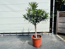 Kategorie <b>Exotische / Mediterrane Pflanzen </b> - Nerium Oleander - auf Stamm Rosa ca. 100 cm