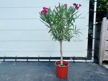 Kategorie <b>Exotische / Mediterrane Pflanzen </b> - Nerium Oleander - auf stam Roze ca. 100 cm