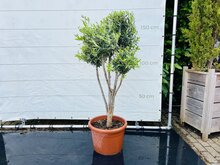 Kategorie <b>Exotische / Mediterrane Pflanzen </b> - Olivenbaum Olea Europaea - Mehrere Kugelformen ca. 160 cm