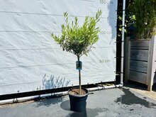 Kategorie <b>Exotische / Mediterrane Pflanzen </b> - Olivenbaum - Olea Europaea