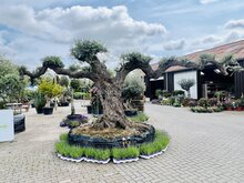 Kategorie <b>Exotische / Mediterrane Pflanzen </b> - Olivenbaum Pon Pon - Olea Europaea