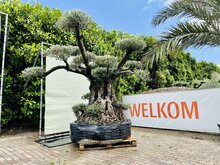 Kategorie <b>Exotische / Mediterrane Pflanzen </b> - Olivenbaum Pon Pon - Olea Europea