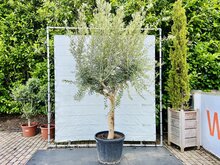 Kategorie <b>Exotische / Mediterrane Pflanzen </b> - Olivenbaum - Olea Europaea