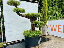 Kategorie <b>Exotische / Mediterrane Pflanzen </b> - Olivenbaum Pon Pon - Olea Olea Europaea