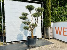 Kategorie <b>Exotische / Mediterrane Pflanzen </b> - Olivenbaume Pon Pon - Olea Europaea