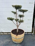 Kategorie <b>Exotische / Mediterrane Pflanzen </b> - Olea Europaea - Olivenbaum