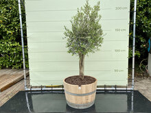 Kategorie <b>Exotische / Mediterrane Pflanzen </b> - Olea Europea - Olivenbaum, Stammumfang 20-40 cm im halben Weinfass
