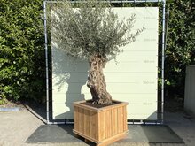 Kategorie <b>Exotische / Mediterrane Pflanzen </b> - Olivenbaum Bonsai - im Kübel 80x80 cm
