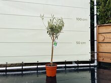 Kategorie <b>Exotische / Mediterrane Pflanzen </b> - Olea Europaea - Olivenbaum mit glattem Stamm
