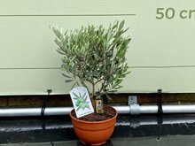 Kategorie <b>Exotische / Mediterrane Pflanzen </b> - Olivenbaum - Bush auf stamm