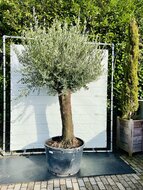 Kategorie <b>Exotische / Mediterrane Pflanzen </b> - Olivenbaum - Bonsai