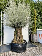 Kategorie <b>Exotische / Mediterrane Pflanzen </b> - Olea Europea - Olivenbaum bonsai