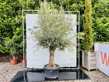 Kategorie <b>Exotische / Mediterrane Pflanzen </b> - Olea Europaea - Olivenbaum mit glatter stamm