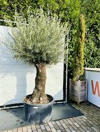 Kategorie <b>Exotische / Mediterrane Pflanzen </b> - Olivenbaum - bonsai