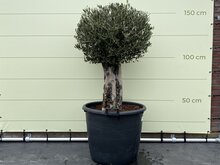 Kategorie <b>Exotische / Mediterrane Pflanzen </b> - Olea Europaea - Olivenbaum Kugel auf Stamm