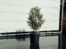 Kategorie <b>Exotische / Mediterrane Pflanzen </b> - Olivenbaum - Olea Europaea Strauchförmig