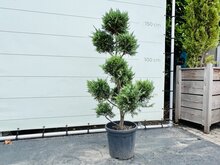 Kategorie <b>Exotische / Mediterrane Pflanzen </b> - Cupressocyparis Leylandii - Pon Pon