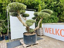 Kategorie <b>Exotische / Mediterrane Pflanzen </b> - Olivenbaum Pon Pon - Olea Europaea