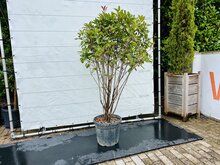 Kategorie <b>Exotische / Mediterrane Pflanzen </b> - Photinia - Mehrstämmig - 220 cm