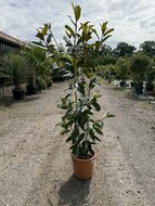 Kategorie <b>Exotische / Mediterrane Pflanzen </b> - Magnolia Grandiflora Gallisoniensis 160 cm