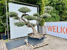 Kategorie <b>Exotische / Mediterrane Pflanzen </b> - Olivenbaum Pon Pon - Olea Europaea