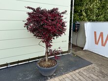 Kategorie <b>Exotische / Mediterrane Pflanzen </b> - Loropetalum Chinense 'Black Pearl' - Chinesischer Fransenstrauch ca. 150 cm