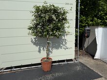 Kategorie <b>Exotische / Mediterrane Pflanzen </b> - Trachelospermum jasminoides Hochstamm - Toskanischer Jasmin 170 cm