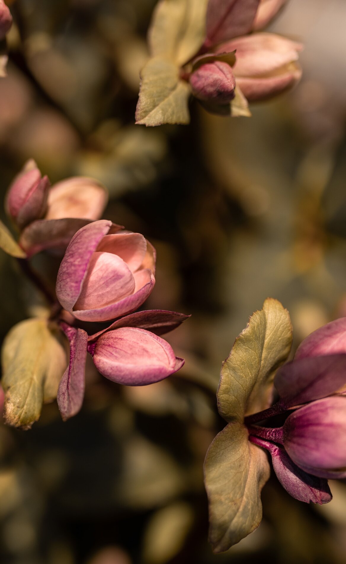 Tropic Trees Tropic Trees
