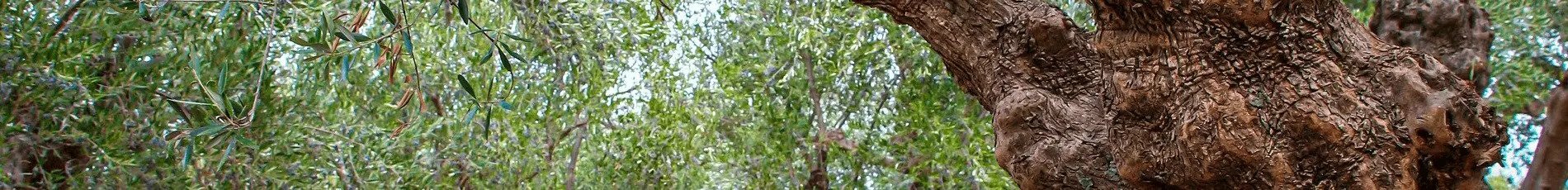 Tropic Trees Tropic Trees