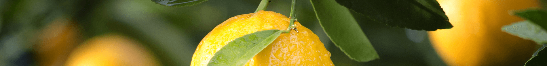 Tropic Trees Tropic Trees