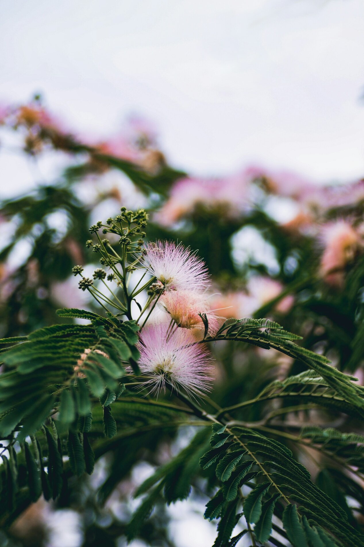 Tropic Trees Tropic Trees