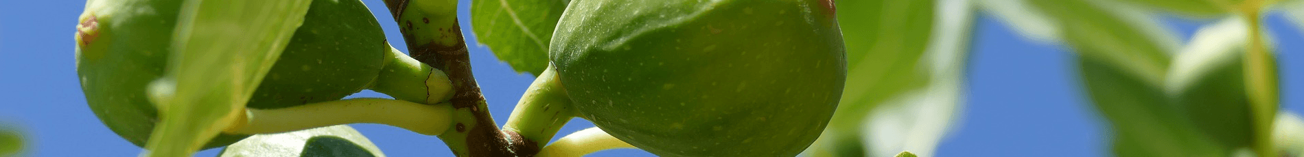 Tropic Trees Tropic Trees