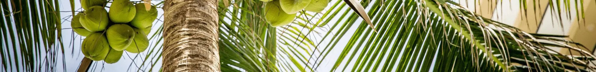 Tropic Trees Tropic Trees