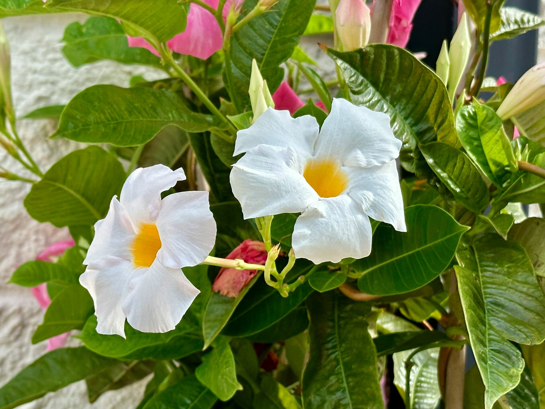 Tropic Trees Tropic Trees