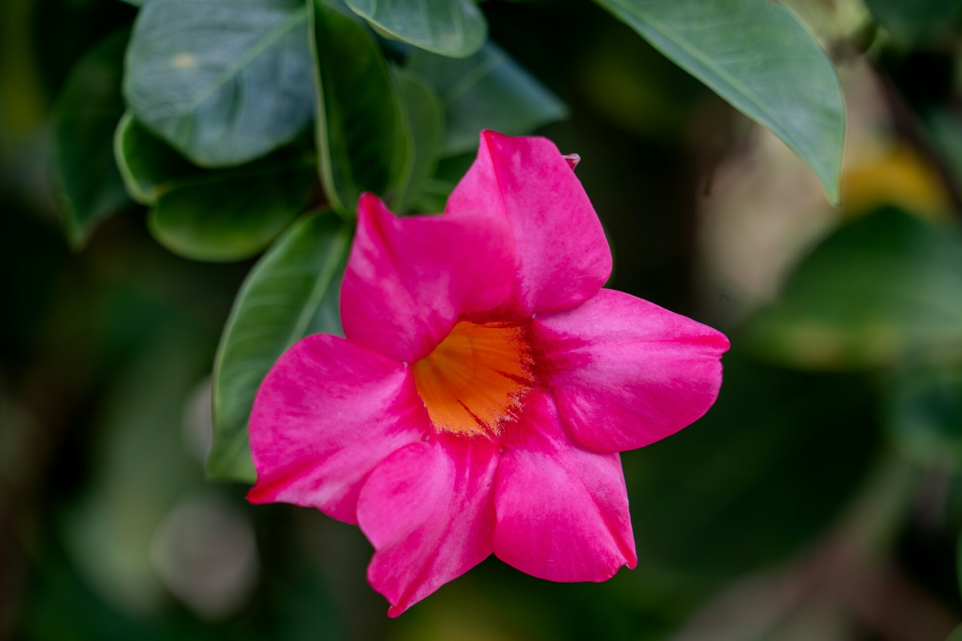 Tropic Trees Tropic Trees