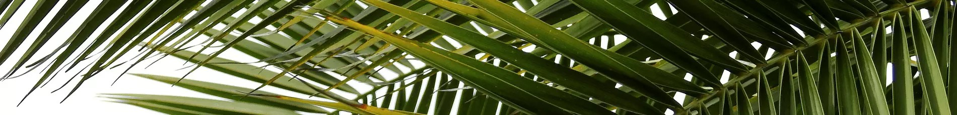 Tropic Trees Tropic Trees