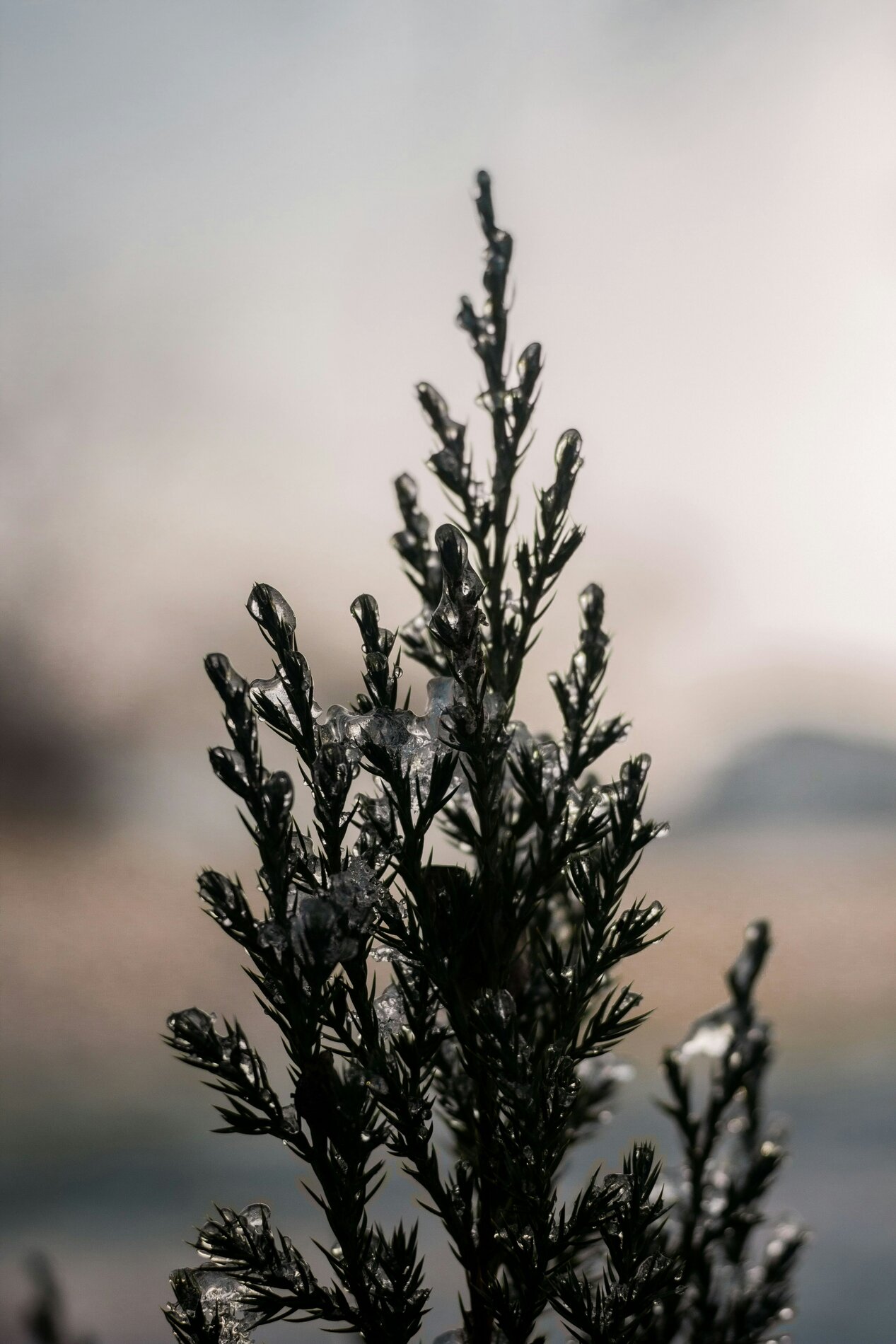 Tropic Trees Tropic Trees